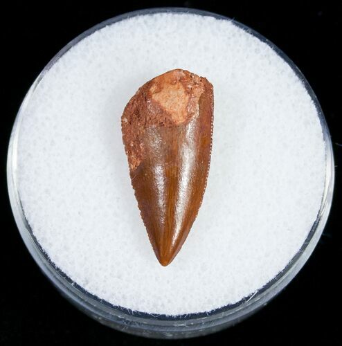 Serrated Raptor Tooth From Morocco - #10777